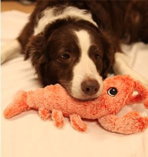 Floppy Lobster - Interactive Dog Toy